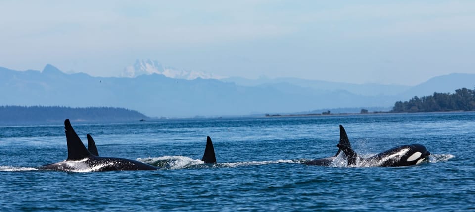 What can we learn from orcas?